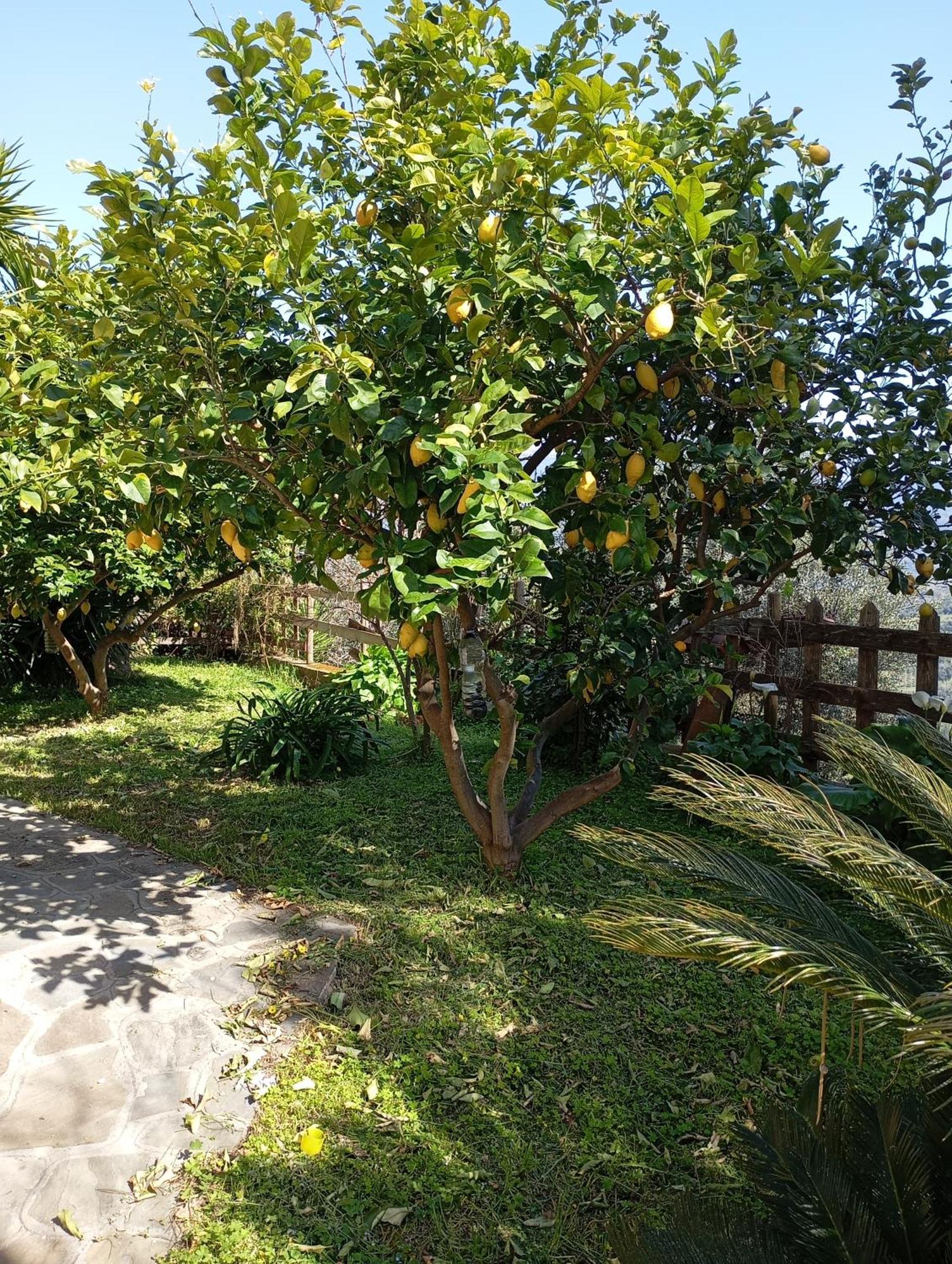 Casa Vacanze Diamante โอเลียสโต ชีเลนโต ภายนอก รูปภาพ